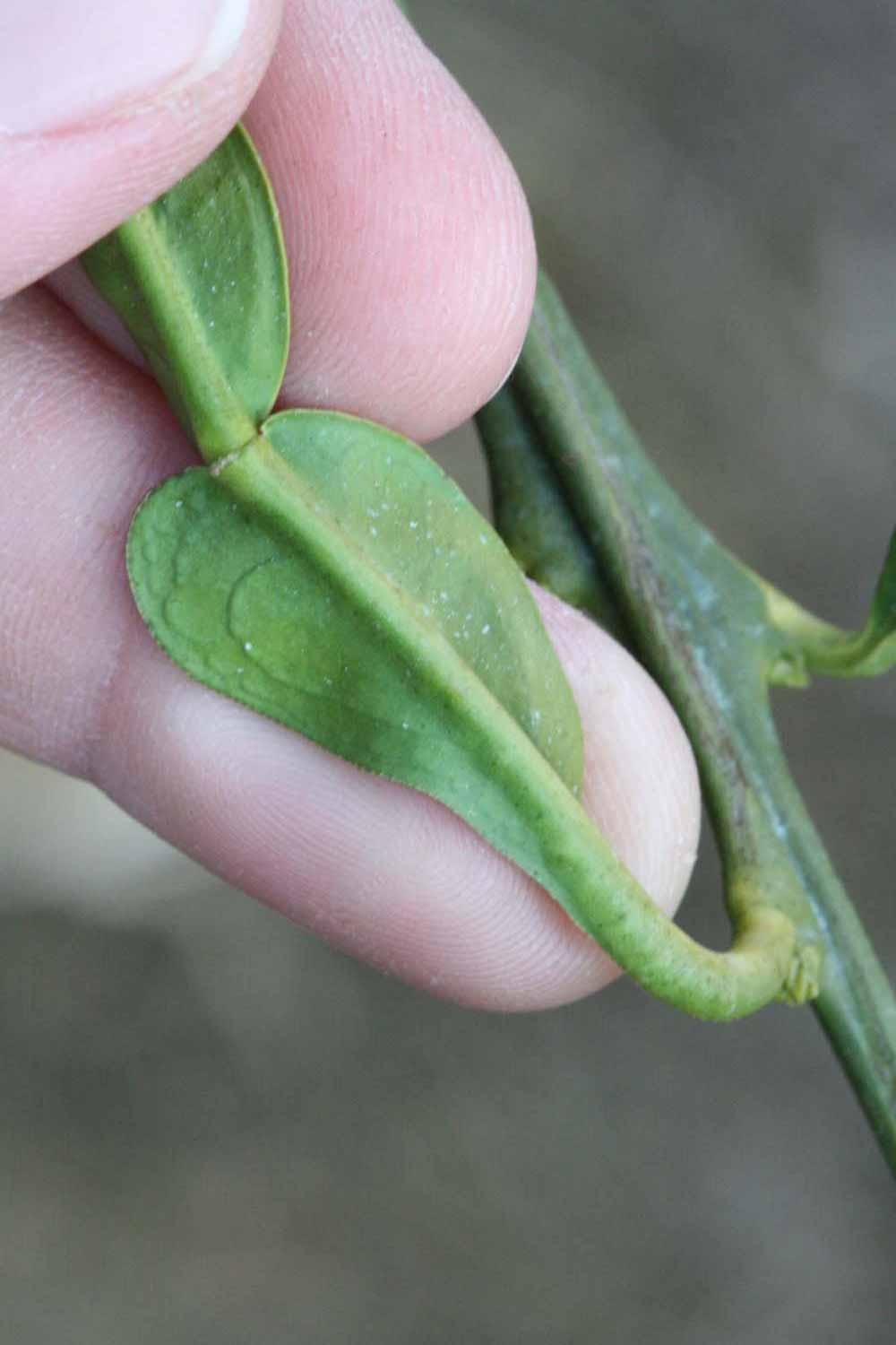              Petiole (Lindcove, CA)       